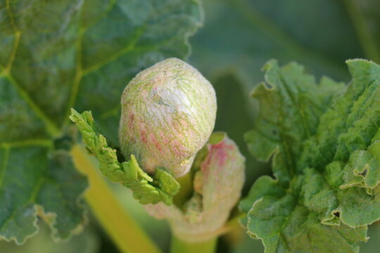 Gł&oacute;wka rozkwitającego kwiatu rabarbaru