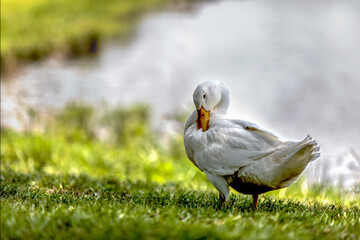duck in the grass