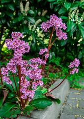 Small purple flowers. Close-up. spring bloom