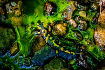 Descendant of Dragons on a Rocks in a Wild Stream Deep in the Woods