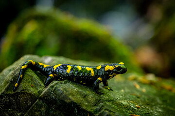 Descendant of Dragons on a Rock Deep in the Woods