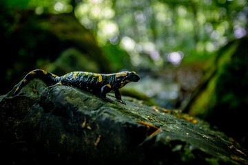 Descendant of Dragons on a Rock Deep in the Woods