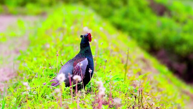 Male Japanese green pheasant crows and ruffles feathers on green hillside