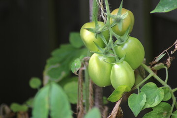 green and orange tomato growing on a plant in a kitchen garden