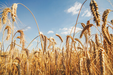 Triticale grain on sunlit golden field with blue sky. Summer or autumn grain crop season. Harvest landscape. Wheat and rye. Gluten. Agriculture and farming. Grain drain