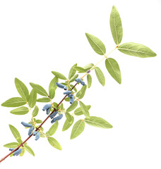 Blue honeysuckle branch in summer garden. Honeyberry, Blueberry, Lonicera kamtschatica