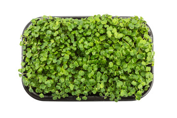 Fresh micro green fennel arranged in a plastic box isolated on white background. Top view