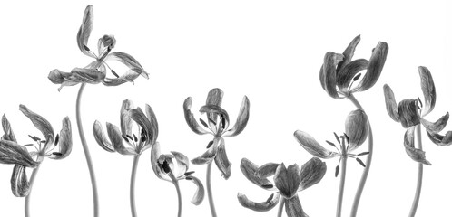 Group of transparent tulips. B&W photo. Studio shot of dry flowers with petals isolated on white background. The plant is photographed with a back light and shines through. Banner.
