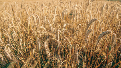 Triticale grain on sunlit golden field with blue sky. Summer or autumn grain crop season. Harvest landscape. Wheat and rye. Gluten. Agriculture and farming. Grain drain