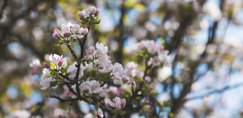 Apple blossoms in the beautiful sunset light. Spring, nature wallpaper. A blooming apple tree in the garden. Blooming white flowers on the branches of a tree. Macro photography.