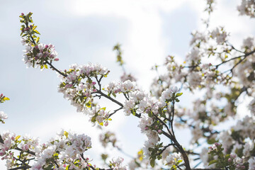 Apple blossoms in the beautiful sunset light. Spring, nature wallpaper. A blooming apple tree in the garden. Blooming white flowers on the branches of a tree. Macro photography.