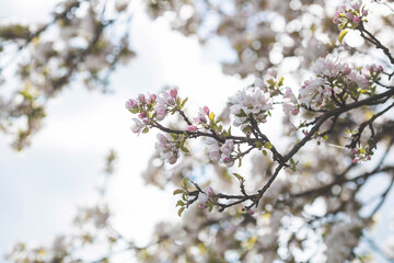 Apple blossoms in the beautiful sunset light. Spring, nature wallpaper. A blooming apple tree in the garden. Blooming white flowers on the branches of a tree. Macro photography.