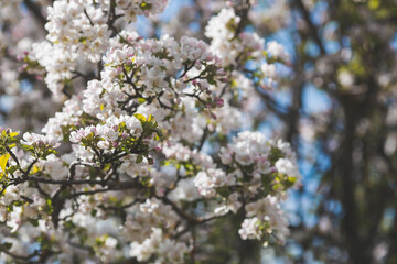 Apple blossoms in the beautiful sunset light. Spring, nature wallpaper. A blooming apple tree in the garden. Blooming white flowers on the branches of a tree. Macro photography.