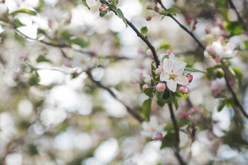 Apple blossoms in the beautiful sunset light. Spring, nature wallpaper. A blooming apple tree in the garden. Blooming white flowers on the branches of a tree. Macro photography.