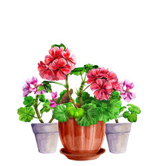 Blooming geranium in a ceramic pot. Hand drawn watercolor painting isolated on white background. Red and pink pelargonium flower postcard. Botanical design element. Houseplants. Fragrant bouquet.