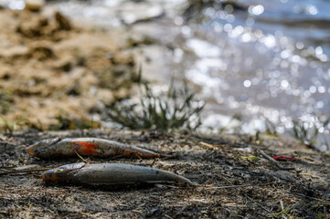 Dead fish on the river bank