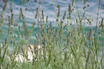 Mediterranean herb lavender by the sea coast, Lavandula angustifolia, Lavandula officinalis. Mediterranean lavender bush with turquoise sea in the background .