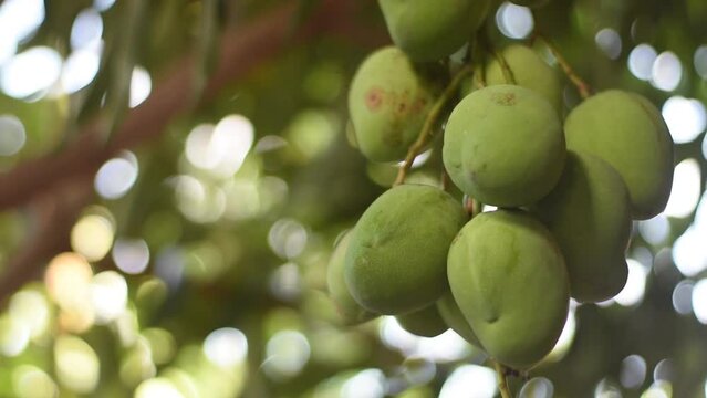 Mango De Racimo Fondo De Maderas Images – Browse 423 Stock Photos, Vectors, and Video ...