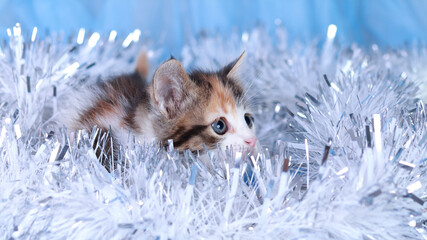 Close-up of a Kitten. Little Cat sitting in a shiny garland. Pet care. Greeting card. Garland. Tabby. Happy New Year. Merry Christmas. Beautiful Cat with green eyes 