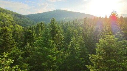Aerial view of green pine forest with dark spruce trees. Nothern woodland scenery from above