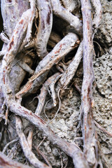 closeup of very complex and abstract taproots of a dry bonsai tree on top of a stone, textured
