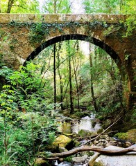 Puente sobre un riachuelo en un bosque de Galicia