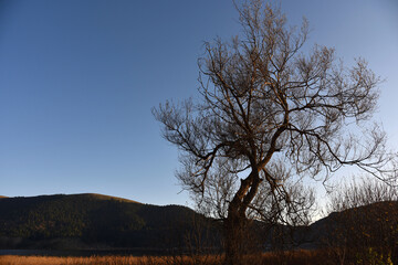 Fototapeta na wymiar lake and old tree under sunset