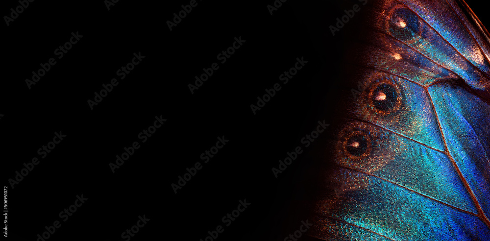Poster wings of a butterfly morpho texture background. morpho butterfly. selective focus. copy space