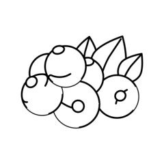 currant berry line icon vector illustration