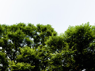 Tree leaves and sky in background