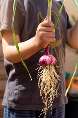 little boy harvesting garlic plants on urban garden or urban orchard