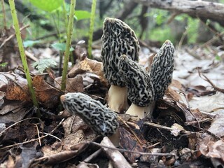 mushrooms in the forest