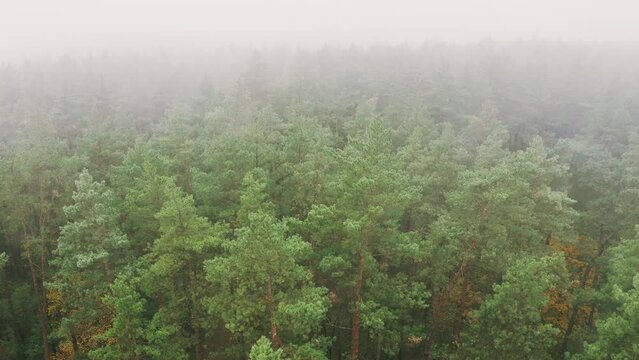 Aerial View 4K Flight Above Amazing Misty Forest Landscape. Scenic View Of Autumn Foggy Morning In Misty Forest Park Woods. Nature Elevated View.