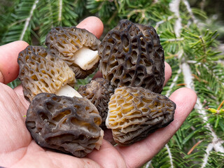 morel mushroom growing in its natural environment
