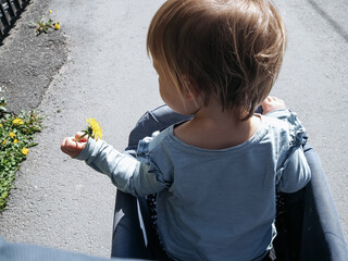 Back shot of a Baby girl sitting in a pram and holding a dandelion 