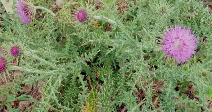Close-up of purple thistle flowers on field in the Murgia countryside between Apulia and Basilicata