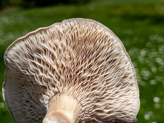 edible natural cultivated mushroom and details