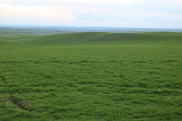 green field in the morning