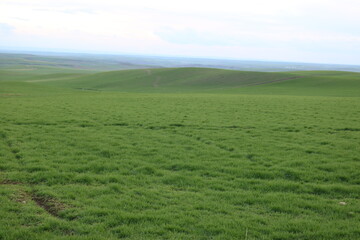 green field and sky