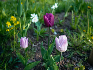 Tulips growing on a green meadow 