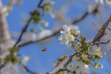 bee in flight on cherry blossom. The problem of the disappearance of bees.