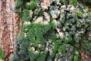 moss on tree