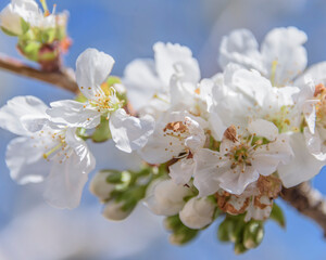 bee in flight on cherry blossom. The problem of the disappearance of bees.