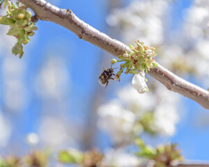 bee in flight on cherry blossom. The problem of the disappearance of bees.