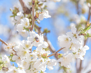 Honey bee missing concept or disappearing bees message sign as an agriculture symbol for farming pollination crisis as the decline and vanishing pollinating insects.