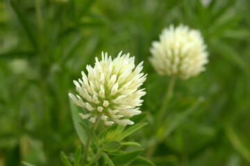 キバナクローバー