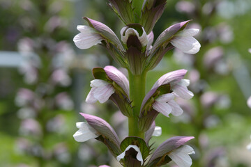 アカンサス・ハンガリカス