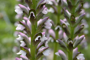 アカンサス・ハンガリカス