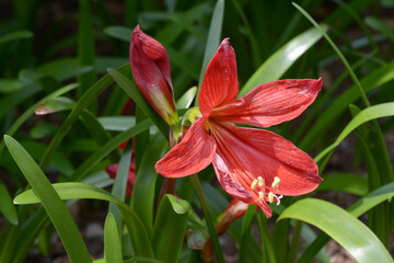 ヒペアスケリア　アマリリス
