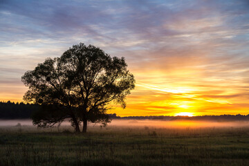 Fototapeta na wymiar Sunrise over field and tree